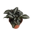 Pilea spruceana 'Silver Tree' - S