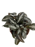 Pilea spruceana 'Silver Tree' - S