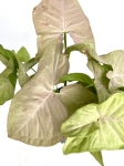 Syngonium Pink Spot