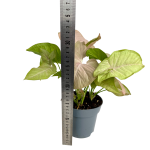 Syngonium Pink Spot