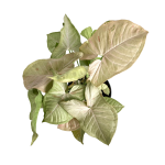 Syngonium Pink Spot