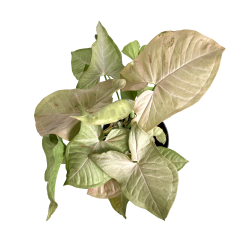 Syngonium Pink Spot - L