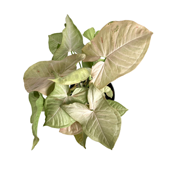 Syngonium Pink Spot
