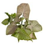 Syngonium Pink Spot