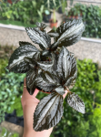 Pilea spruceana 'Silver Tree'