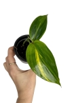 Alpinia variegata - S