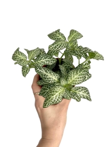 Fittonia 'Anne White'