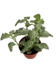 Fittonia 'Anne White' - S