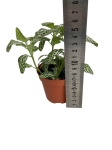 Fittonia 'Anne White' - S
