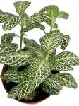 Fittonia 'Anne White' - S