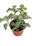 Fittonia 'Anne White' - S