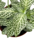 Fittonia 'Anne White' - S