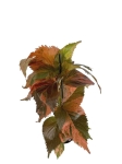 Acalypha - Pokrzywiec