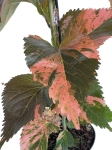 Acalypha - Pokrzywiec