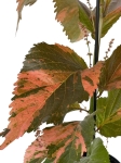 Acalypha - Pokrzywiec