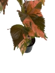 Acalypha - Pokrzywiec