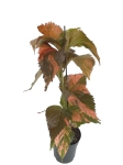 Acalypha - Pokrzywiec