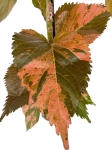 Acalypha - Pokrzywiec