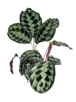 Calathea Helen Kennedy - XL