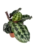 Calathea Helen Kennedy - XL
