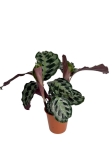 Calathea Helen Kennedy - XL