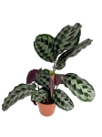 Calathea Helen Kennedy - XL