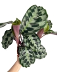 Calathea Helen Kennedy - XL