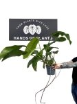 Epipremnum Giganteum - XXL