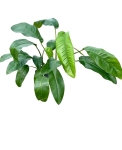 Epipremnum Giganteum - XXL