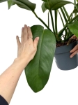 Epipremnum Giganteum - XXL