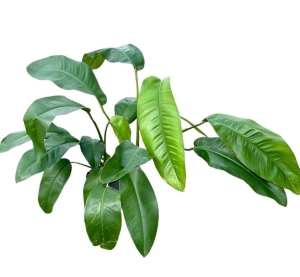 Epipremnum Giganteum - XXL