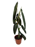 Philodendron melanochrysum XL