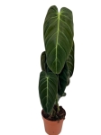 Philodendron melanochrysum XL