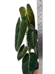 Philodendron melanochrysum XL