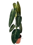 Philodendron melanochrysum XL