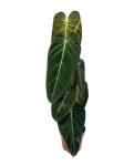 Philodendron melanochrysum XL