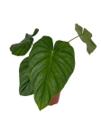 Philodendron Pastazanum x Mamei - XL