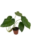 Philodendron Pastazanum x Mamei - XL