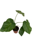 Philodendron Pastazanum x Mamei - XL