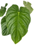 Philodendron Pastazanum x Mamei - XL