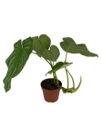 Philodendron Pastazanum x Mamei - XL