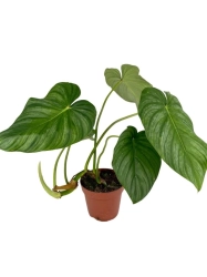Philodendron pastazanum x mamei - XL (peltatum)
