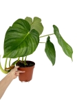 Philodendron Pastazanum x Mamei - XL