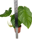 Philodendron Pastazanum x Mamei - XL