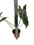 Philodendron billietiae - L