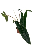 Philodendron billietiae - L