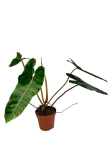 Philodendron billietiae - L
