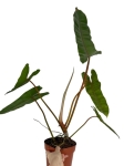 Philodendron billietiae - L