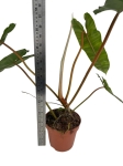 Philodendron billietiae - L