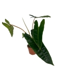 Philodendron billietiae - L